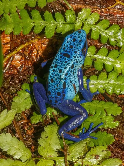 Frogs pack cover