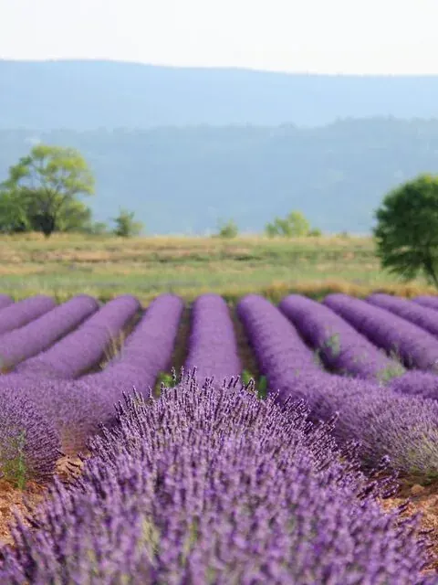 Lavender pack cover